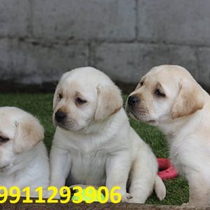 Labrador Retriever Puppies for sale in India