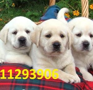 Labrador Puppies for sale in India