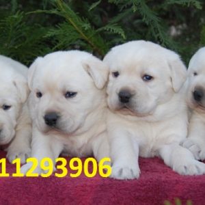 White Labrador Puppies for sale in India