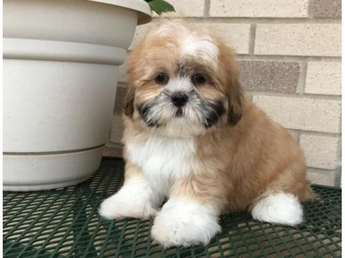 Lhasa Apso Puppies for sale in India