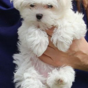 Maltese Puppies for sale in India
