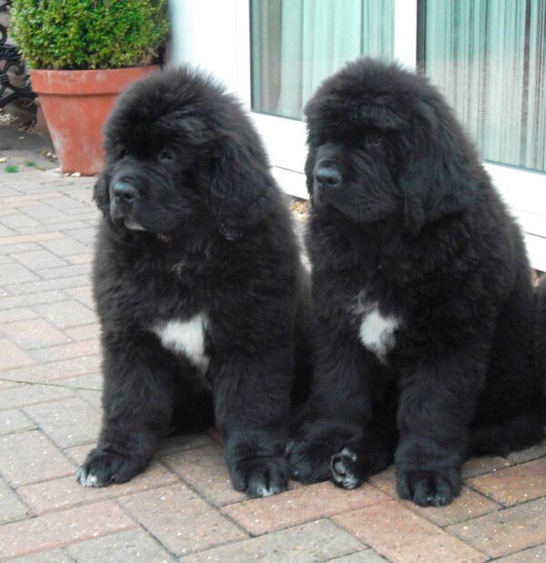 Newfoundland Puppies for sale in india