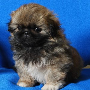 pekingese puppy for sale in india