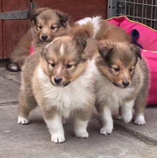 Shetland Sheepdog puppies for sale