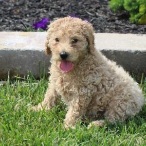 Standard Poodle Puppies for sale in india