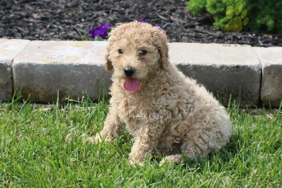 Standard Poodle Puppies for sale in india
