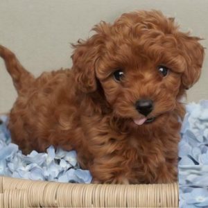 Toy Poodle Puppies for sale in India