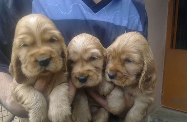 English Cocker Spaniel Puppy For Sale in India