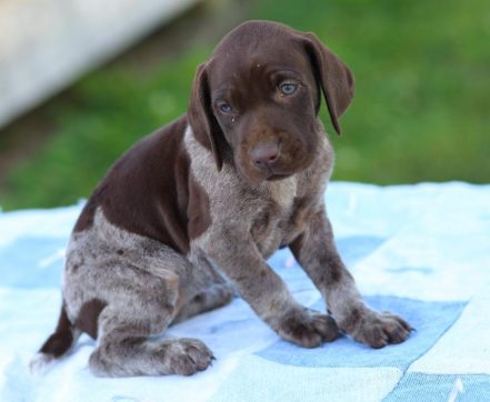 German Shorthaired Griffon Pointer puppies for sale