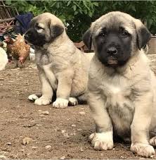 Kurdish Kangal Puppies For Sale in India