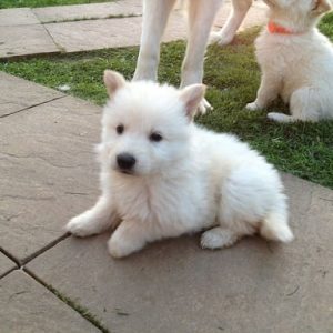 Long coat white german shepherd puppy for sale in india