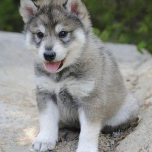 Tamaskan puppy for sale