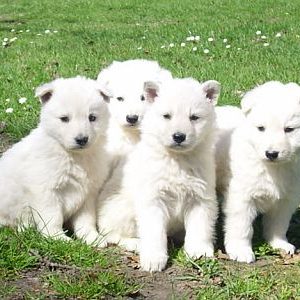 White german shepherd puppy for sale in india