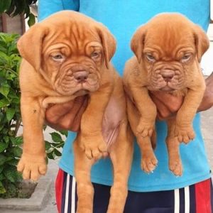 French Mastiff Puppies for sale in india