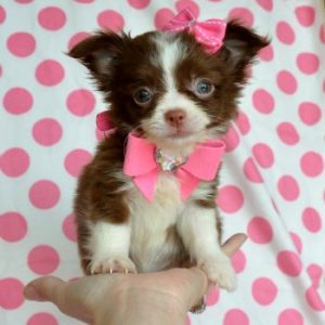 Long Hair Chihuahua puppy for sale in India
