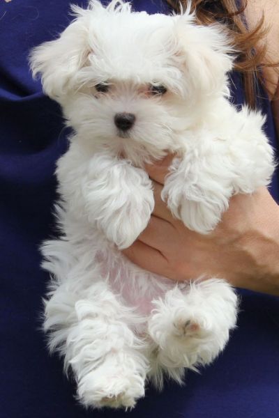 Maltese Puppies for sale in India
