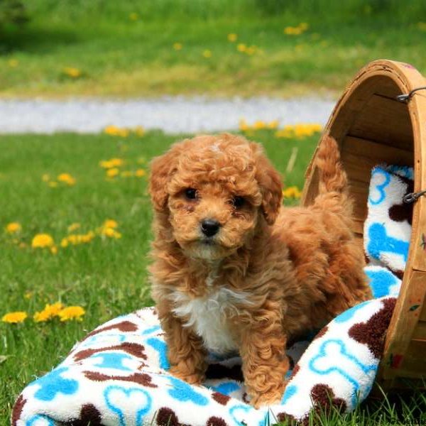 Miniature Poodle Puppies for sale in India