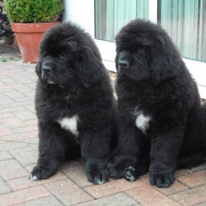 Newfoundland Puppies for sale in india