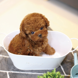 tea cup poodle puppy for sale