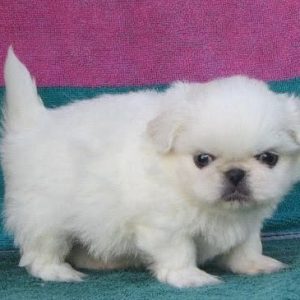 white pekingese puppy for sale in india