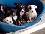 American Staffordshire Terrier puppy for sale