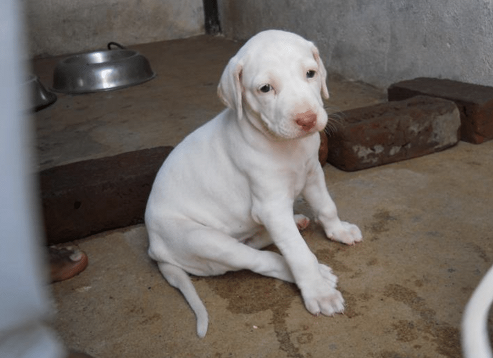 Rajapalayam puppy for sale in india
