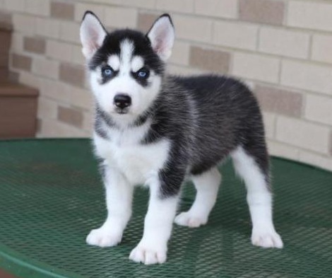 Siberian Husky puppy for sale in India
