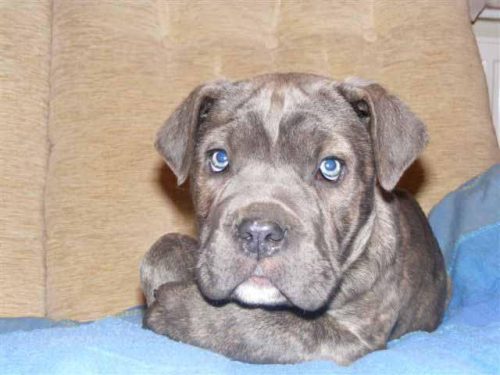 Cane Corso for sale in India