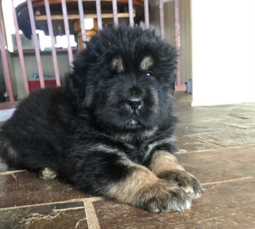 Gaddi kutta puppy for sale in India