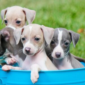 Greyhound puppy for sale