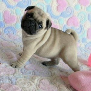 Pug puppy for sale in India