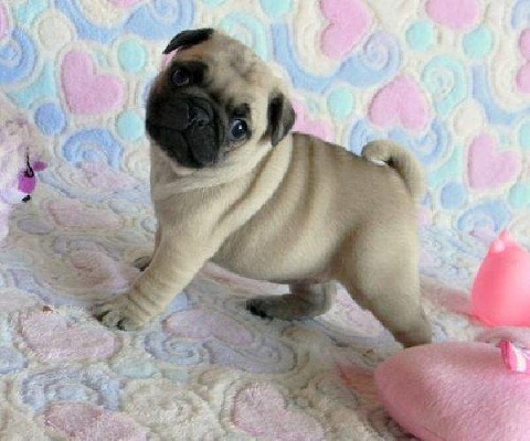 Pug puppy for sale in India