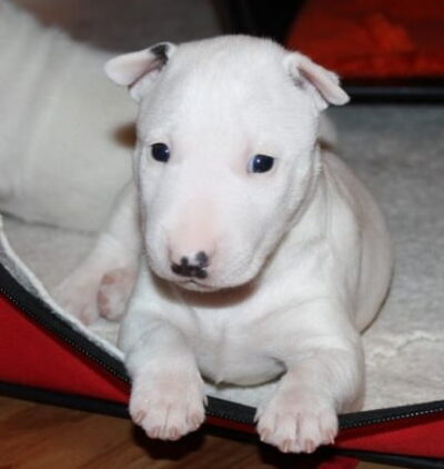 Bull Terrier puppy for sale in india