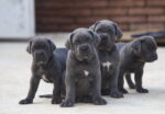 Cane Corso puppy for sale in india