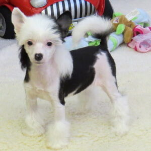Chinese Crested Dog puppy for sale in India