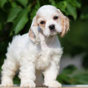 English Cocker Spaniel puppy for sale in India