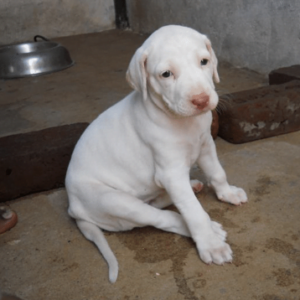 Rajapalayam puppy for sale in india