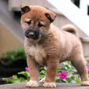 Shiba Inu puppy for sale in India