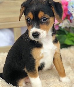 cheagle puppy for sale