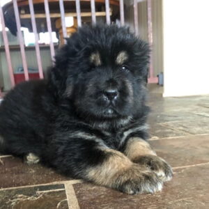 Gaddi kutta puppy for sale in India