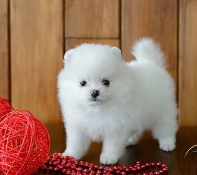 Pomeranian puppy for sale in India