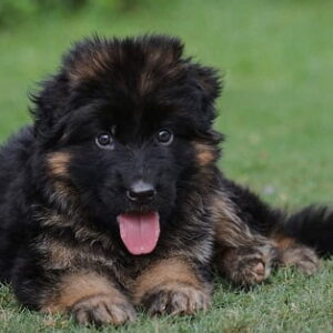 German shepherd puppy for sale in west delhi