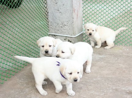 Labrador puppy for sale in west delhi