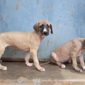 Chippiparai puppy for sale