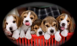 Beagle puppy for sale in West Delhi