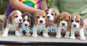 beagle puppy price in delhi