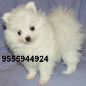 Pomeranian puppy for sale in delhi