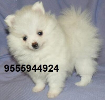 Pomeranian puppy for sale in delhi