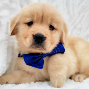 golden retriever puppy for sale in delhi