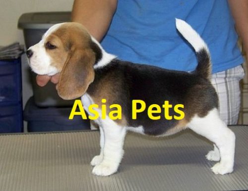 beagle breeder in delhi